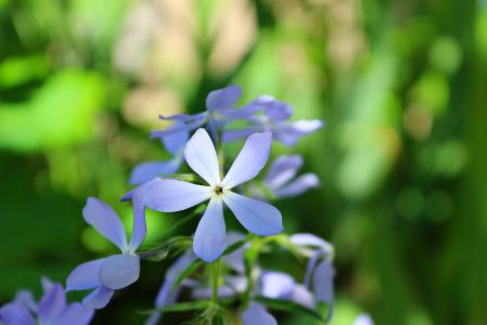 花, 软, 春天, 绿色, 蓝色, 自然, 植物