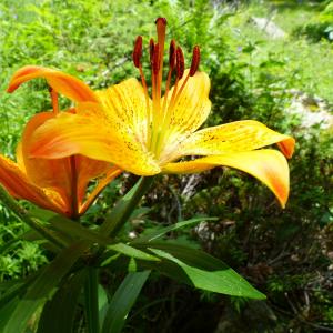 花, 植物区系, 自然, 宏观, 雌蕊, 桔子百合, 颜色橙色
