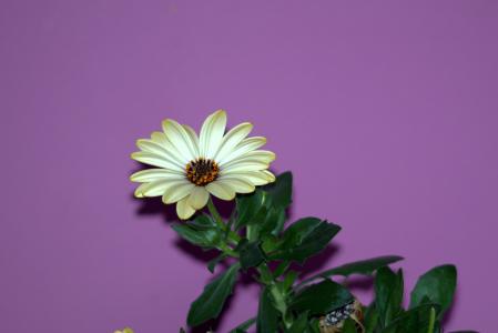 花, 紫菀, 花瓣, 黄金, 绿色, 花瓣, 黛西