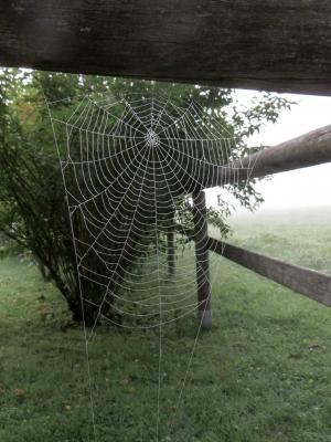 蜘蛛, 蜘蛛网, 网络, morgentau, 雾, 成熟, 水一滴