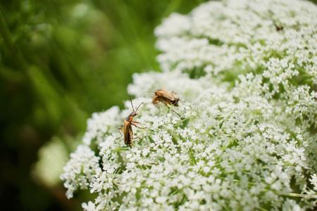 花, bug, 白色, 夏季, 绿色, 自然, 昆虫