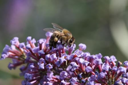 蜜蜂, 开花, 绽放, 花, 关闭, 昆虫, 宏观