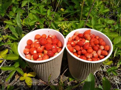 野草莓, 浆果, 草莓