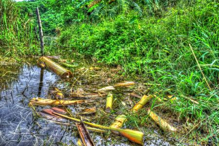 草, 香蕉树配件, 水, 反思, 水的倒影, 绿色, 自然