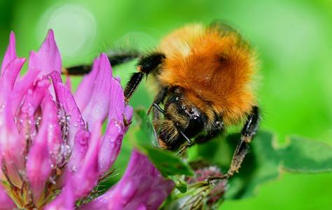 自然, 蜜蜂, 昆虫, 花蜜, 花, 春天, 花粉