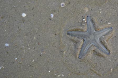海星, 海滩, 自然, 贝壳, 沙子, 一种动物, 动物主题