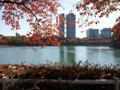 seokchon 湖, 湖宫殿, 秋天, 秋天的落叶, 湖, 叶子, 木材