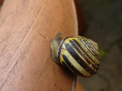 蜗牛, 壳, 关闭, 蜗牛的壳, 蜗牛, 软体动物, 慢慢地
