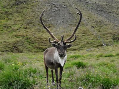 驯鹿, 冰岛, 鹿茸, 有蹄类动物, 野生动物, 自然, 有角