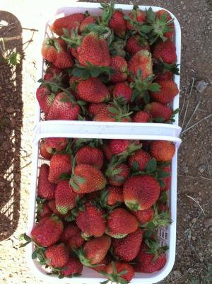 草莓, 购物篮, 水果, 水果篮, 有机, 夏季, 新鲜水果