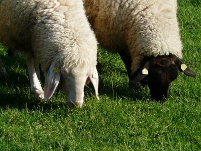 羊, 双, 黑色, 白色, 吃草, 团结, 在一起