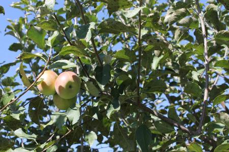 苹果, 树, 水果, 分公司, 农业, 果园, 收获
