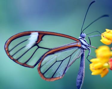 蝴蝶, 玻璃的翅膀, greta oto, 玻璃蹒跚而行, 关闭, 透明, 自然