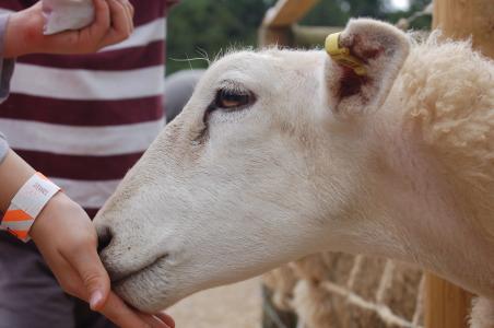 羊, 农场, 羔羊, 喂养, 农场动物, 绵羊吃, 羊毛