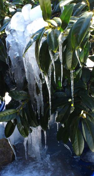 冰, lohrbeerbusch, 冬天, 水, 雨, 自然