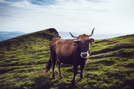 母牛, 农业, 牲畜, 牛, 农村, 自然, 一种动物