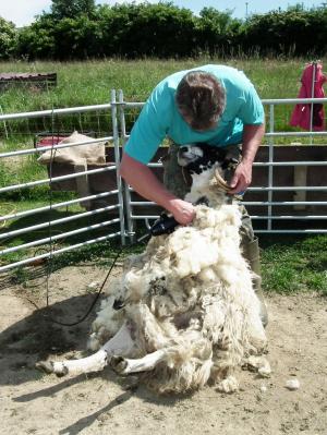 剪切, 羊, 羊毛, 绵羊的毛, 剪羊毛, 羊皮, 农场