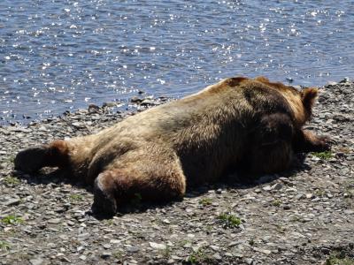 海滨棕熊, 阿拉斯加, 熊