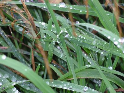 罗莎, 草, 雨后, 雨滴, 自然, 土地