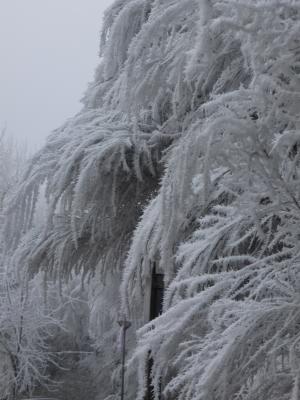感冒, 白霜, 凝胶, 冬天, 弗罗斯特, 冷冻树叶, 早上