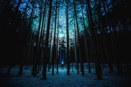 晚上, 森林, 树木, 月光, 冬天, 手电筒, 树