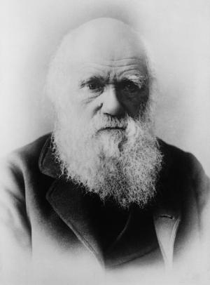 查尔斯·达尔文, 科学家, 进化理论, 进化, 黑色和白色, 男子, 肖像