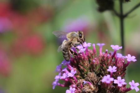 蜜蜂, 丁香, 花, 宏观, 昆虫, 自然, 授粉