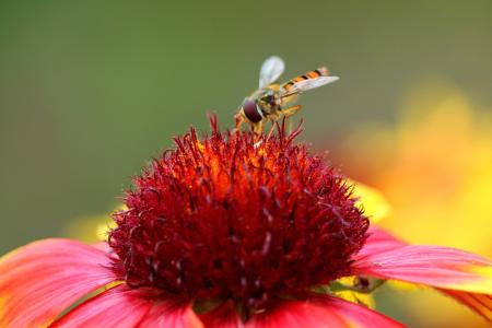 开花, 绽放, 复合材料, 昆虫, 红色的花, 野生蜜蜂