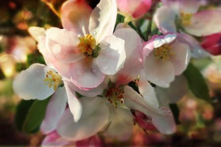 花, 苹果, 春天, 花园, 自然, 悲伤, 苹果花
