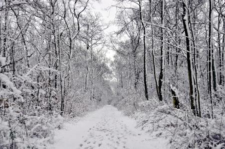 冬季森林, 雪, 森林赛跑的轨道, eringefeld