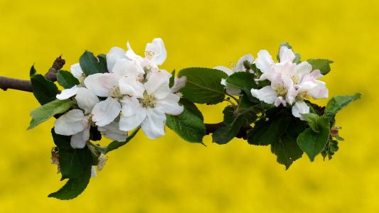 开花, 绽放, 苹果树上的花, 春天, 苹果树花, 树上苹果, 白色