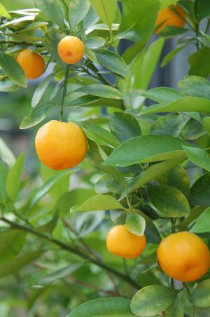 橘子, 橘子, 柑橘类水果, 布什, 柑橘树, 柑橘类水果, 水果