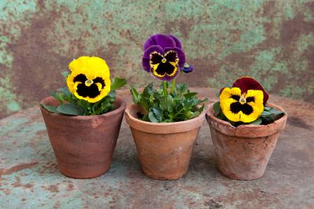 三色堇, 春天, 壶, 植物, 花盆, 自然, 花