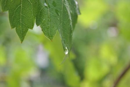 叶, 水一滴, 雨, 绿色的植物, 绿色, 滴灌, 自然