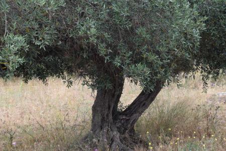 橄榄树, 树, 老树, 纠结, 自然, 橄榄根, 地中海