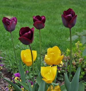 花园里的郁金香, 春天的迹象, 小型和大型, 春天, 郁金香, 绽放, 花