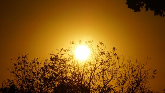 日落, 自然, 太阳, 天空桔子, 的阴影树