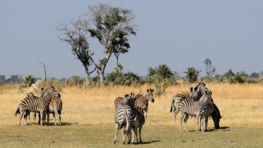 博茨瓦纳, 奥卡万戈三角洲, 斑马, 群的动物, 斑马, 非洲, 野生动物