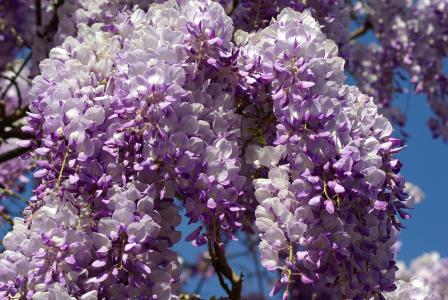 甘氨酸, 花, 紫色, 春天