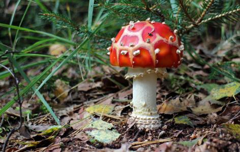 飞金顶, 蘑菇, 森林, 自然, 有毒, 红色, 红色飞木耳蘑菇