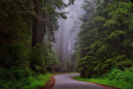 红杉树国家公园, 加利福尼亚州, hdr, 景观, 风景名胜, 黎明, 黎明
