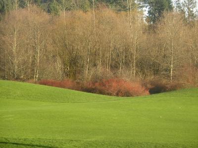 高尔夫球场, 高尔夫, 球道, 打高尔夫球, 绿色, 树木, 草甸