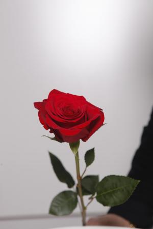 花, 罗莎, 红色, 花, 红玫瑰