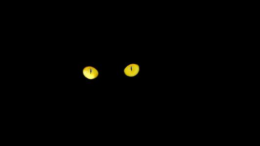 黑猫, 眼睛, 猫的眼睛, 晚上, 黄色