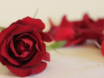 罗莎, 自然, 花, 玫瑰-花, 花瓣, 爱, 红色