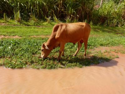 母牛, 河, 浏览, 饮料, 水, 棕色, 农场
