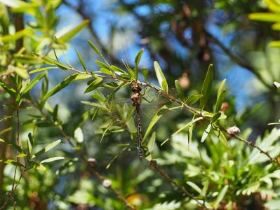 蜻蜓, bug, 澳大利亚本地人, 自然, 昆虫, 叶子