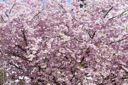 树, 花树, 绽放, 花, 春天, 粉色, 樱花