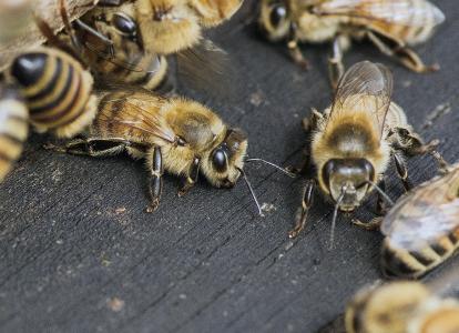 蜜蜂, 嗡嗡声, 蜂蜜, 嗡嗡, 自然, 花蜜, 动物