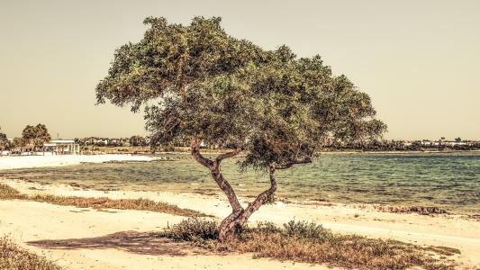 塞浦路斯, 一 liopetri, 树, 海滩, 海, 景观, 风光